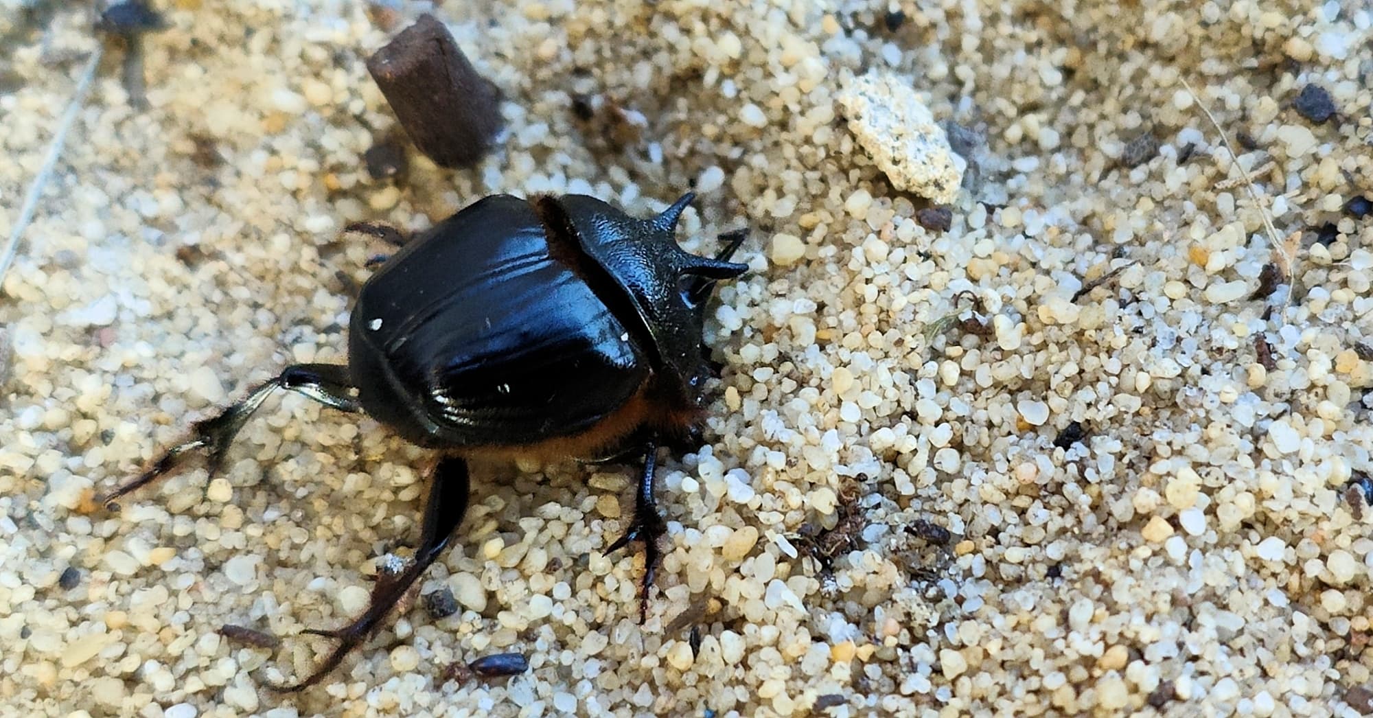 Onthophagus ferox (Western Dung Beetle), Neergabby WA © Donna Inglis