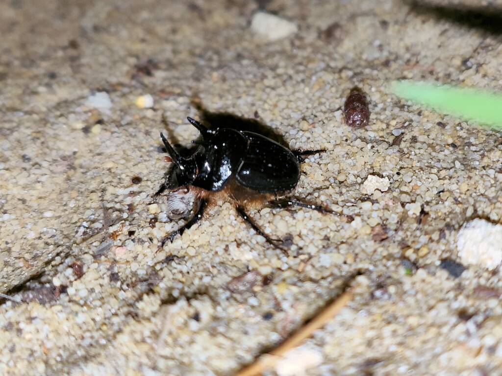 Onthophagus ferox (Western Dung Beetle), Neergabby WA © Donna Juanita