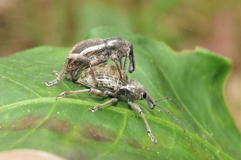 White-striped Weevil (Perperus lateralis), Bermagui NSW © Deb Taylor