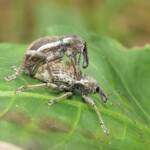 White-striped Weevil (Perperus lateralis), Bermagui NSW © Deb Taylor