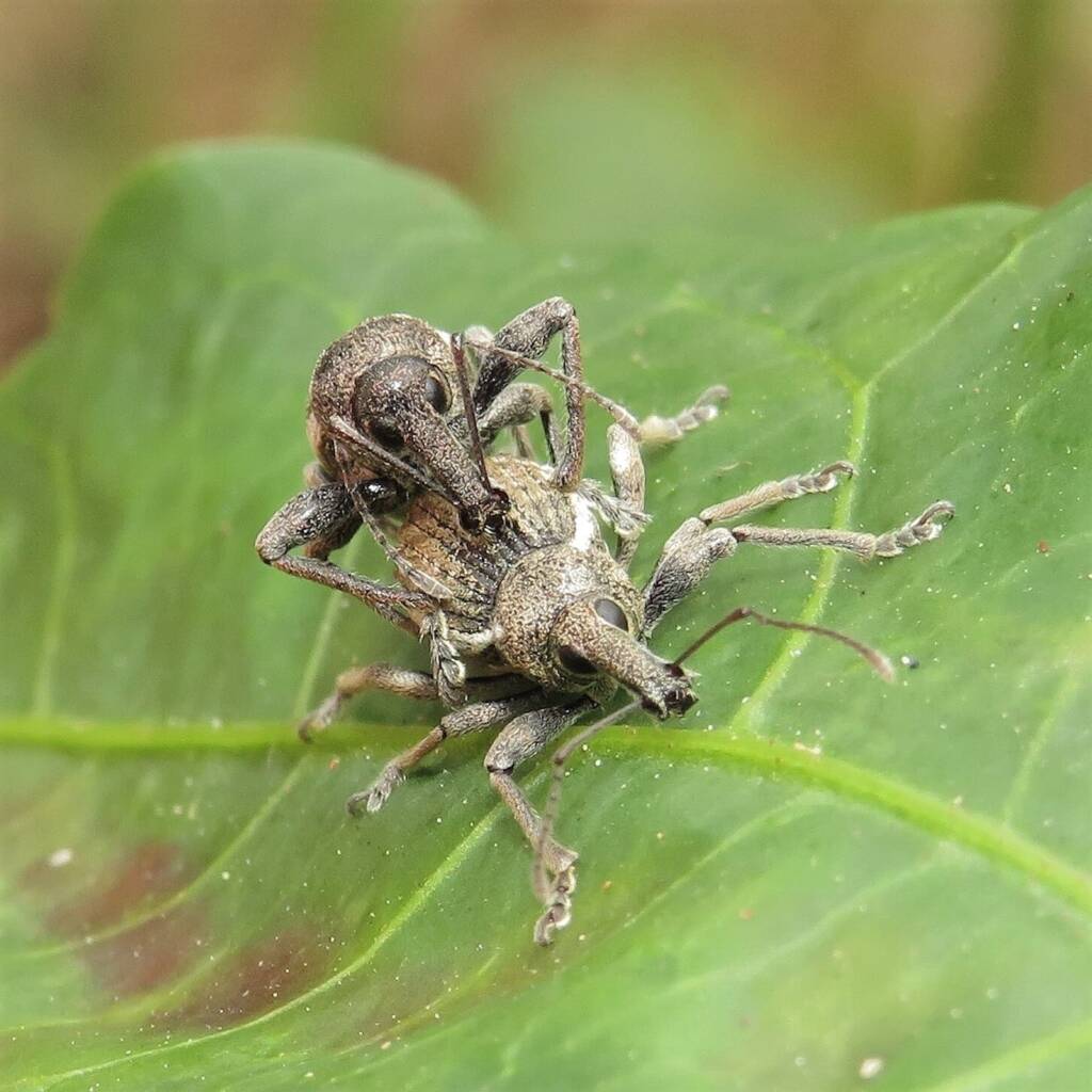 White-striped Weevil (Perperus lateralis), Bermagui NSW © Deb Taylor