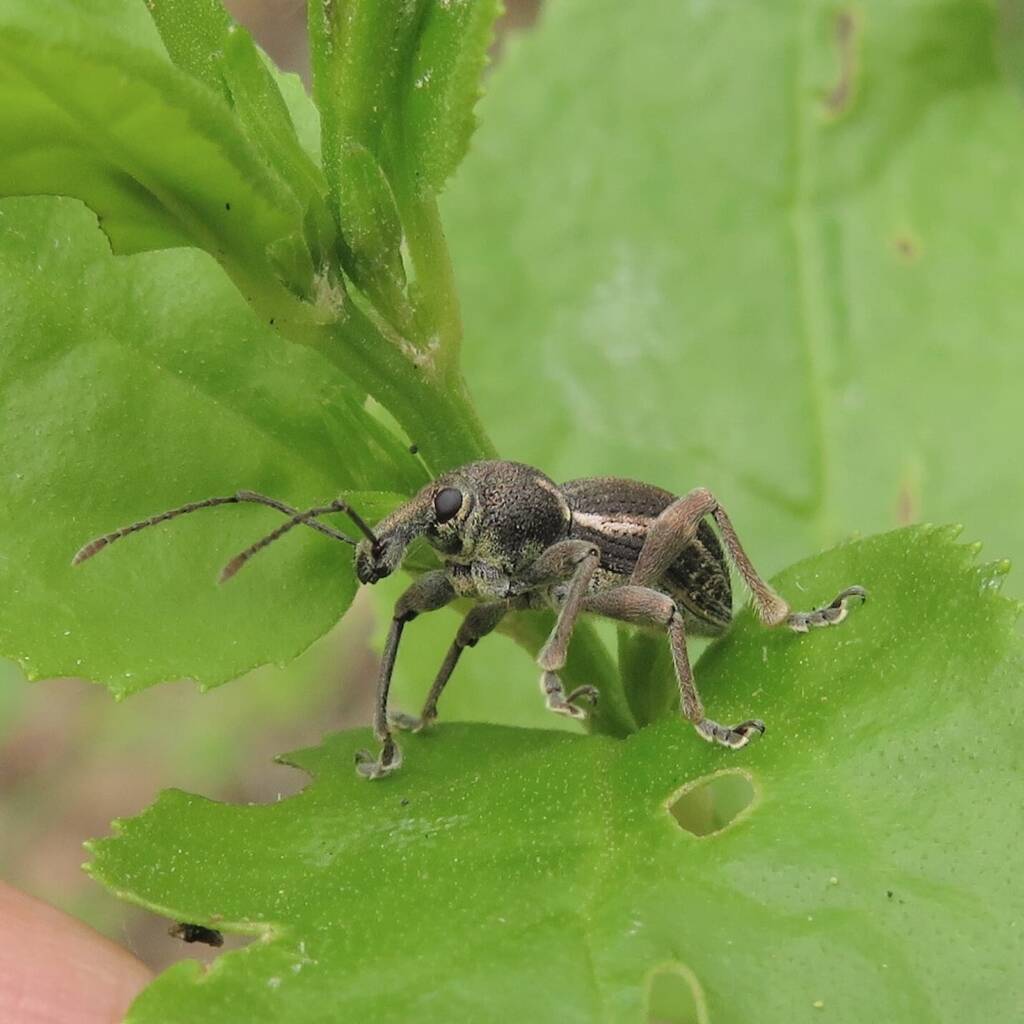 White-striped Weevil (Perperus lateralis), Bermagui NSW © Deb Taylor