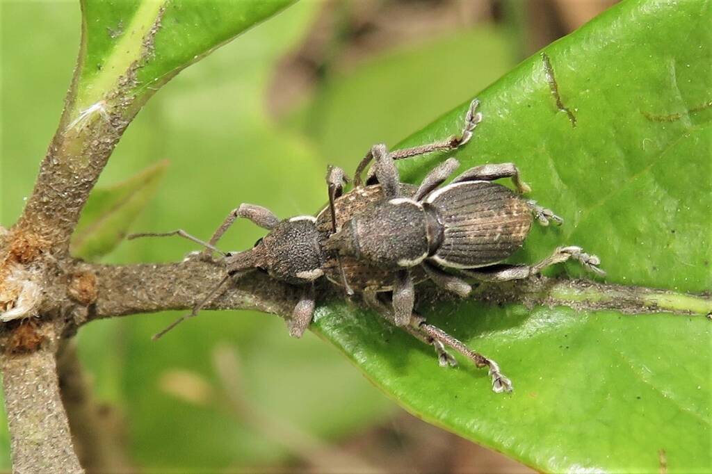 White-striped Weevil (Perperus lateralis), Bermagui NSW © Deb Taylor