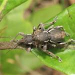 White-striped Weevil (Perperus lateralis), Bermagui NSW © Deb Taylor
