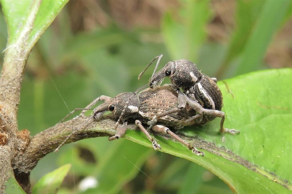White-striped Weevil (Perperus lateralis), Bermagui NSW © Deb Taylor