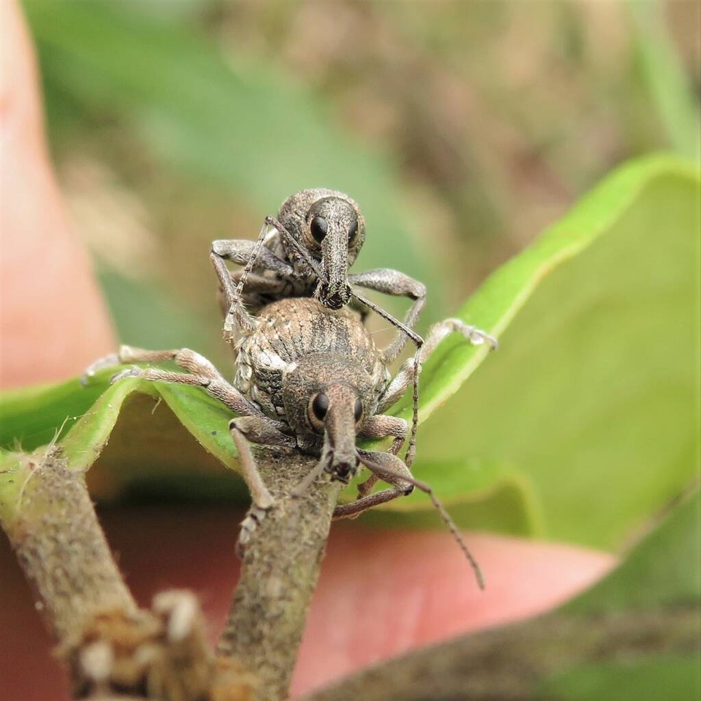 White-striped Weevil (Perperus lateralis), Bermagui NSW © Deb Taylor