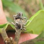 White-striped Weevil (Perperus lateralis), Bermagui NSW © Deb Taylor