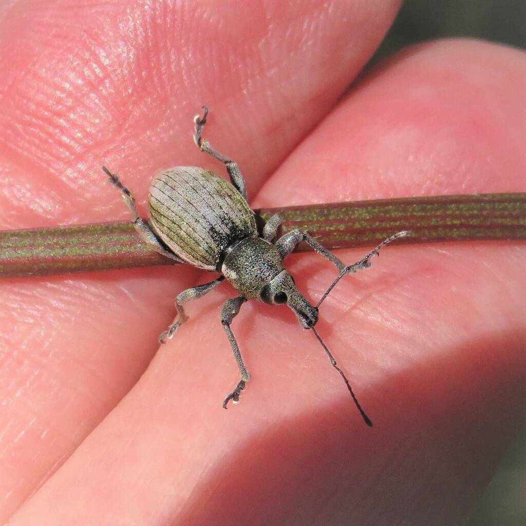 White-striped Weevil (Perperus lateralis), Wallaga Lake NSW © Deb Taylor