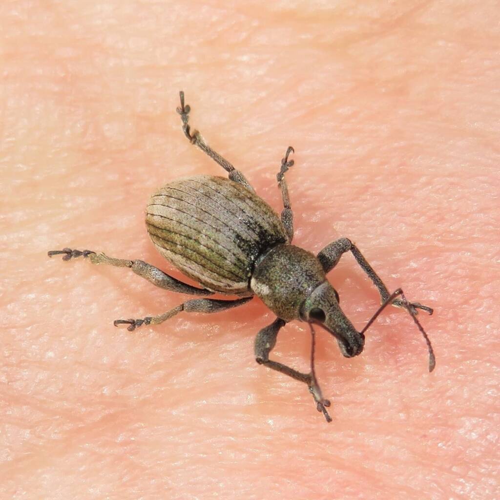 White-striped Weevil (Perperus lateralis), Wallaga Lake NSW © Deb Taylor