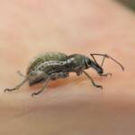 White-striped Weevil (Perperus lateralis), Wallaga Lake NSW © Deb Taylor