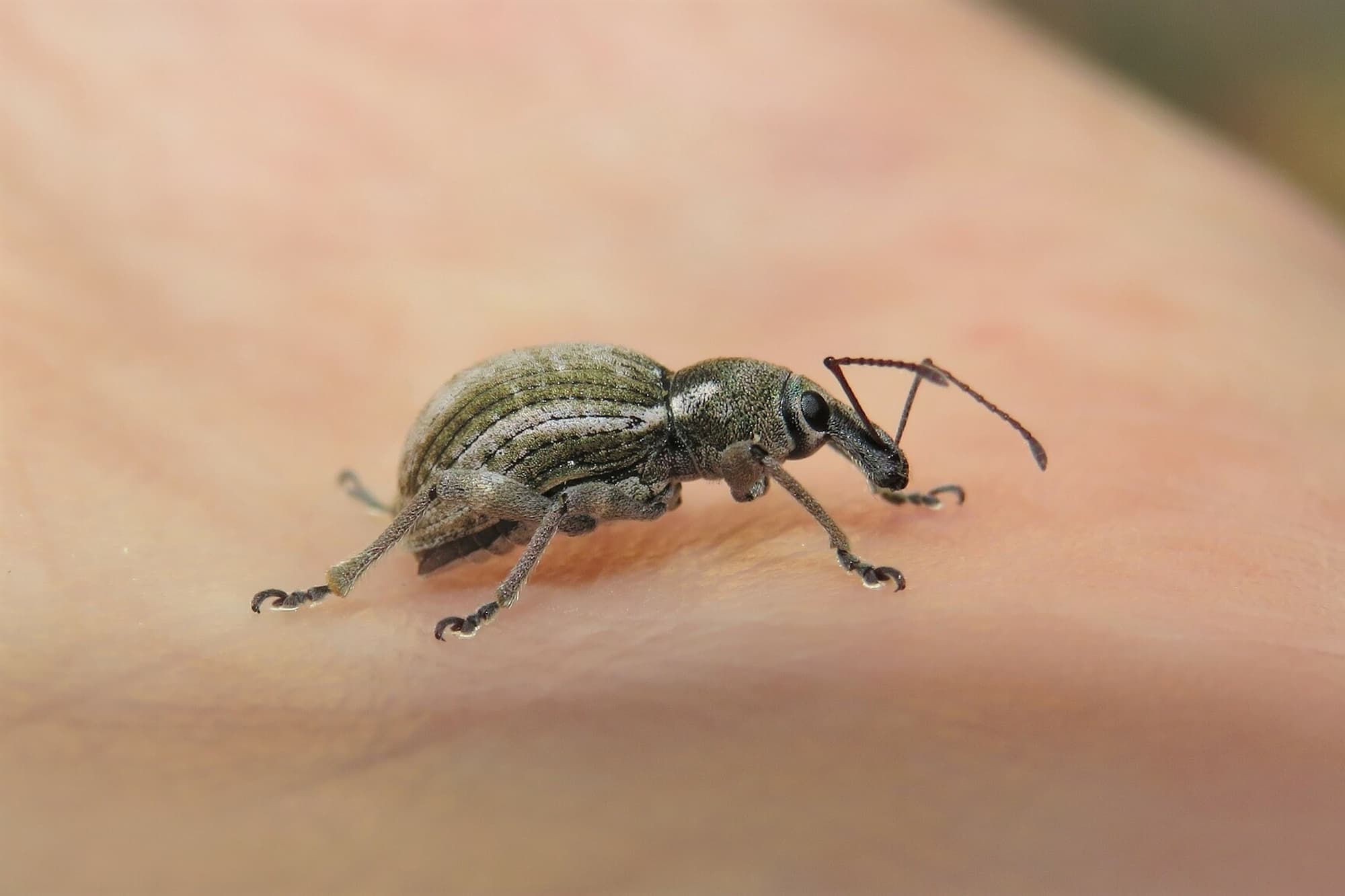 White-striped Weevil (Perperus lateralis), Wallaga Lake NSW © Deb Taylor