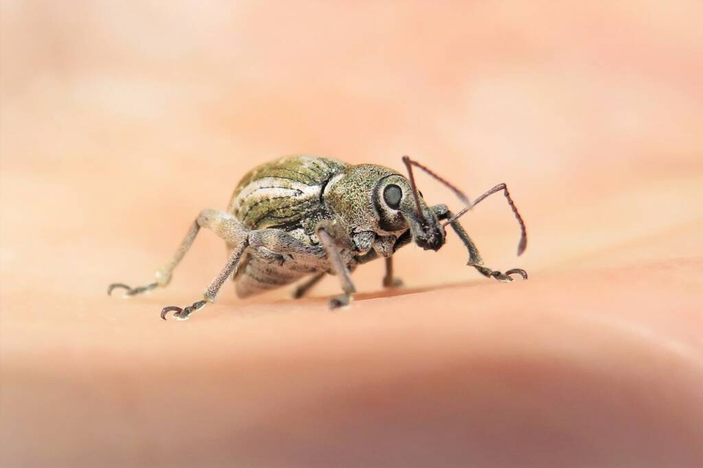 White-striped Weevil (Perperus lateralis), Wallaga Lake NSW © Deb Taylor