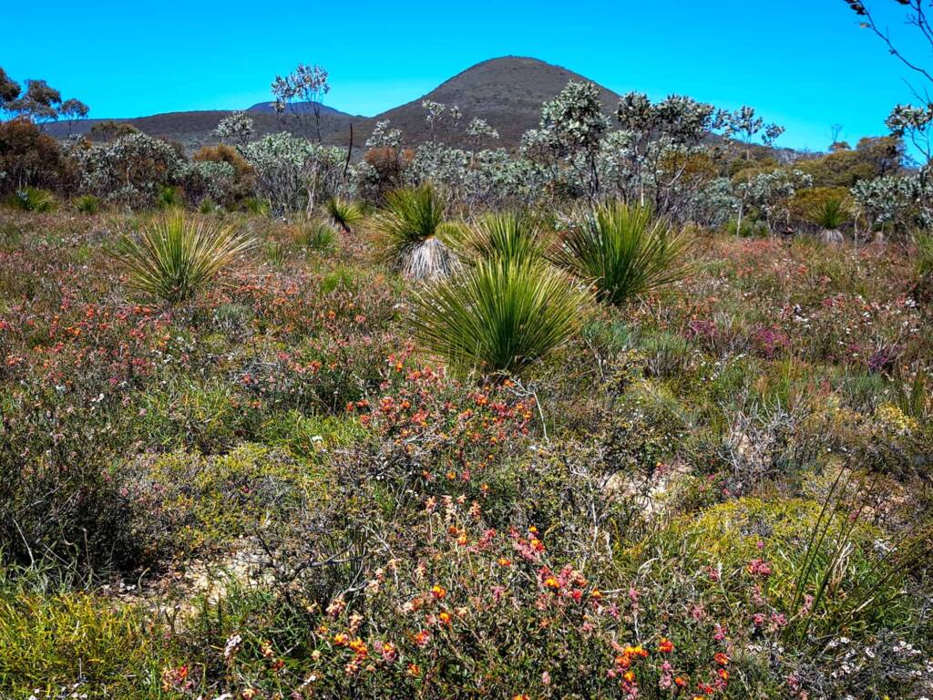 Wildflowers at Stirling Range National Park WA © Terry Dunham