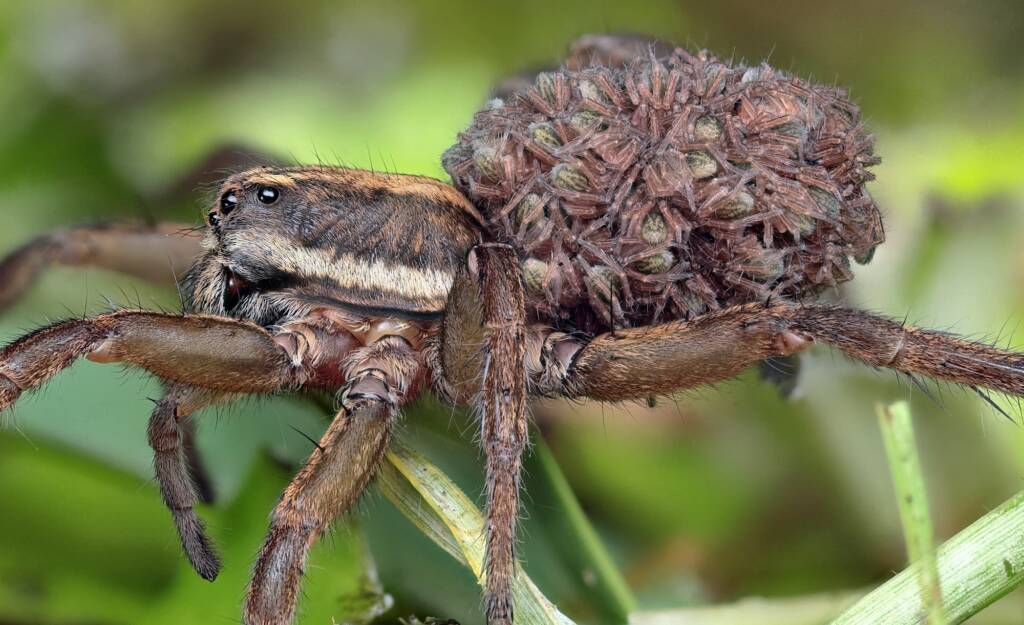 Wolf Spider with her young emerging from her egg sac, Woy Woy Bay NSW © Michael Doe