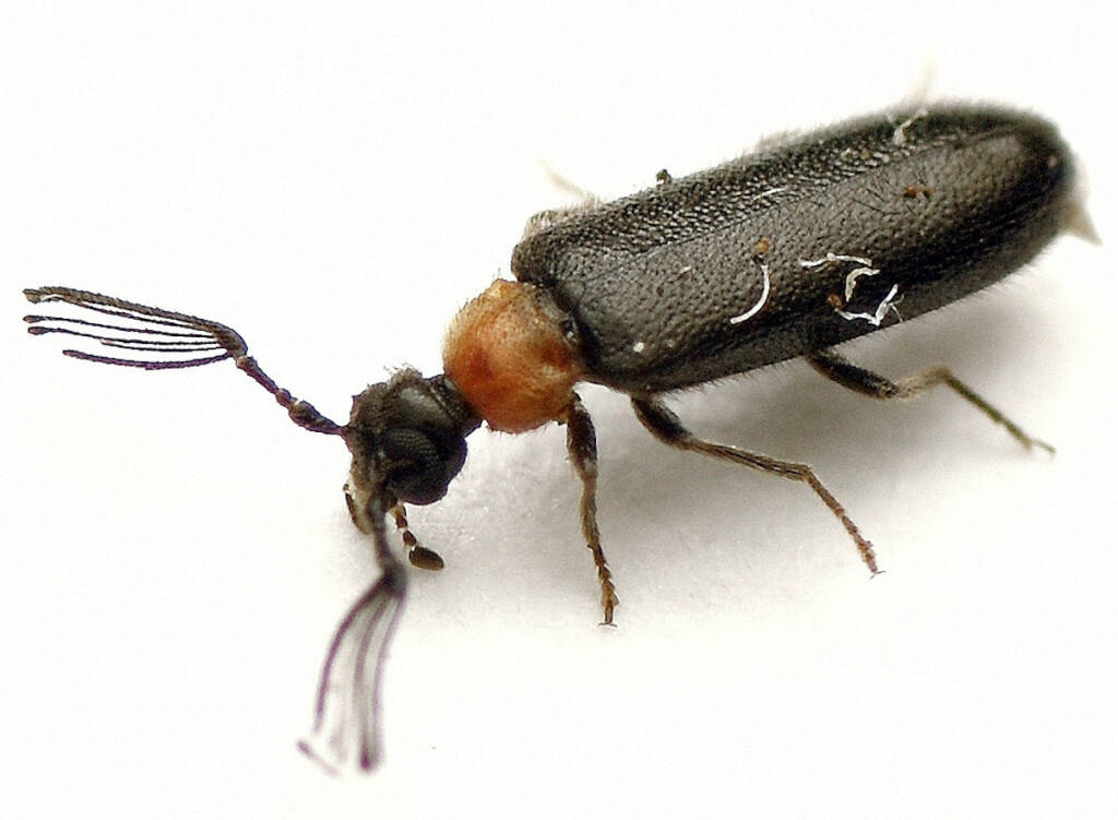 Xylophilostenus octophyllus, Namadgi National Park, Cotter River ACT © Tony Eales