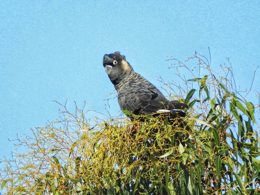 Zanda latirostris (Carnaby’s Black-Cockatoo), Stirling Range National Park WA © Terry Dunham