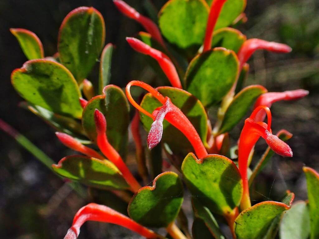 Adenanthos obovatus (Basket flower or Cheeuk), Great Southern Region WA © Terry Dunham