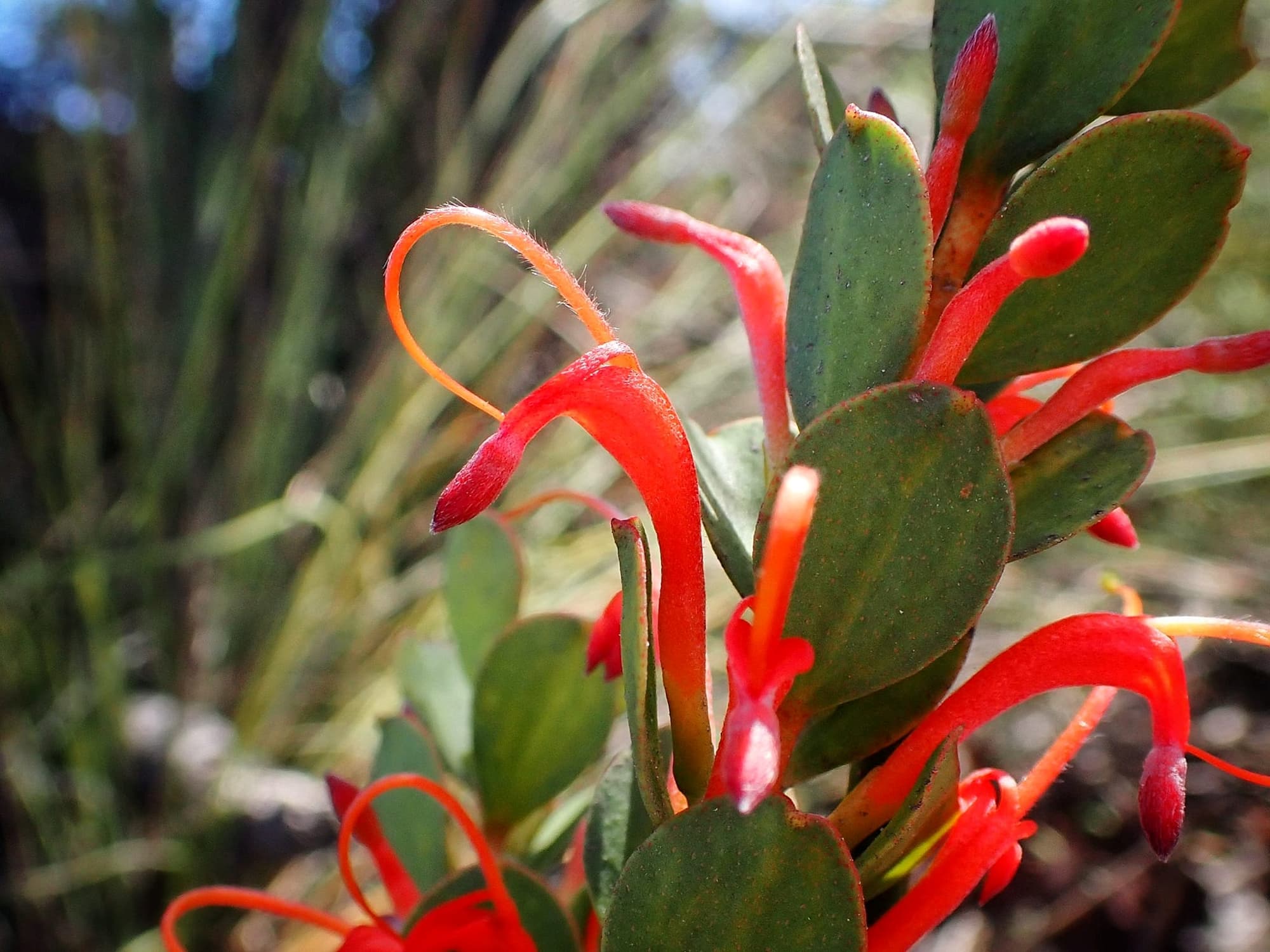Adenanthos obovatus (Basket flower or Cheeuk), Great Southern Region WA © Terry Dunham