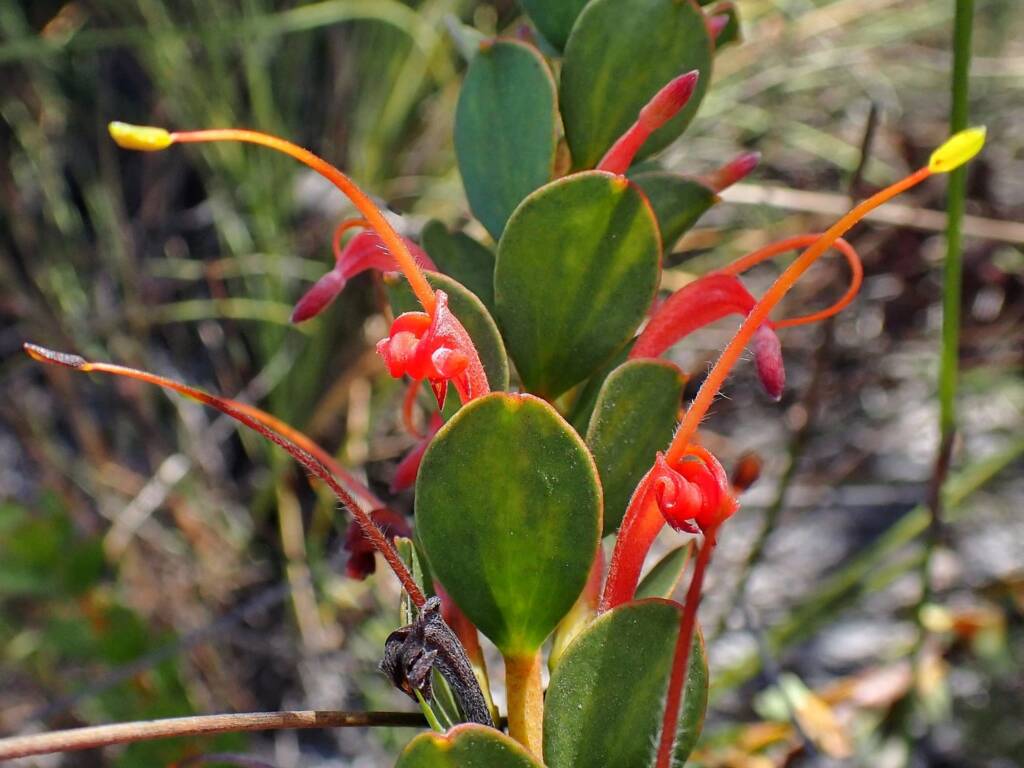 Adenanthos obovatus (Basket flower or Cheeuk), Great Southern Region WA © Terry Dunham