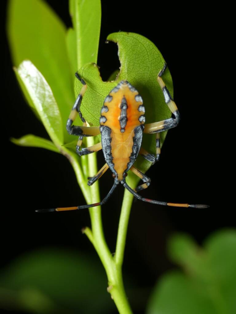 Amorbus alternatus (Eucalyptus Tip-wilting Bug), Gold Coast QLD © Stefan Jones