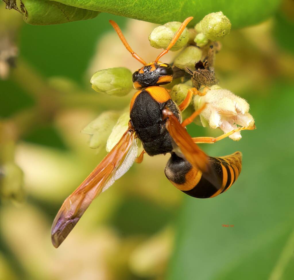 Anterhynchium tamarinum (Anterhynchium Potter Wasp) feeding on Parsonsia straminea, Dolphin Point NSW © Phil Warburton