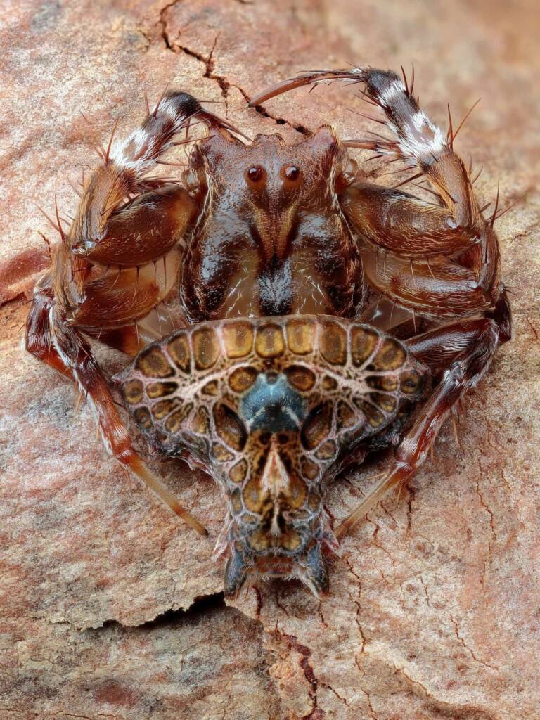 Arkys alatus (Winged Arkys), Pearl Beach NSW © Michael Doe