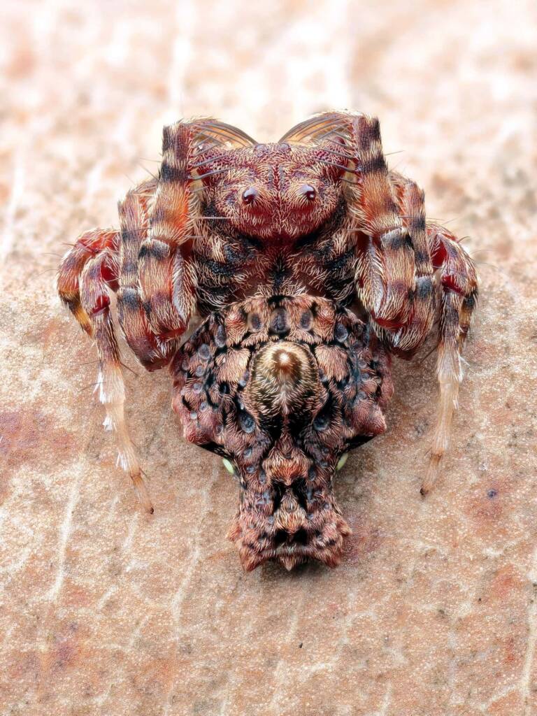 Arkys alticephala, Woy Woy Bay NSW © Michael Doe