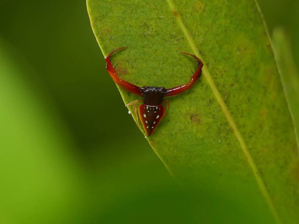 Arkys cornutus (Horned Triangular Spider), Gold Coast QLD © Stefan Jones