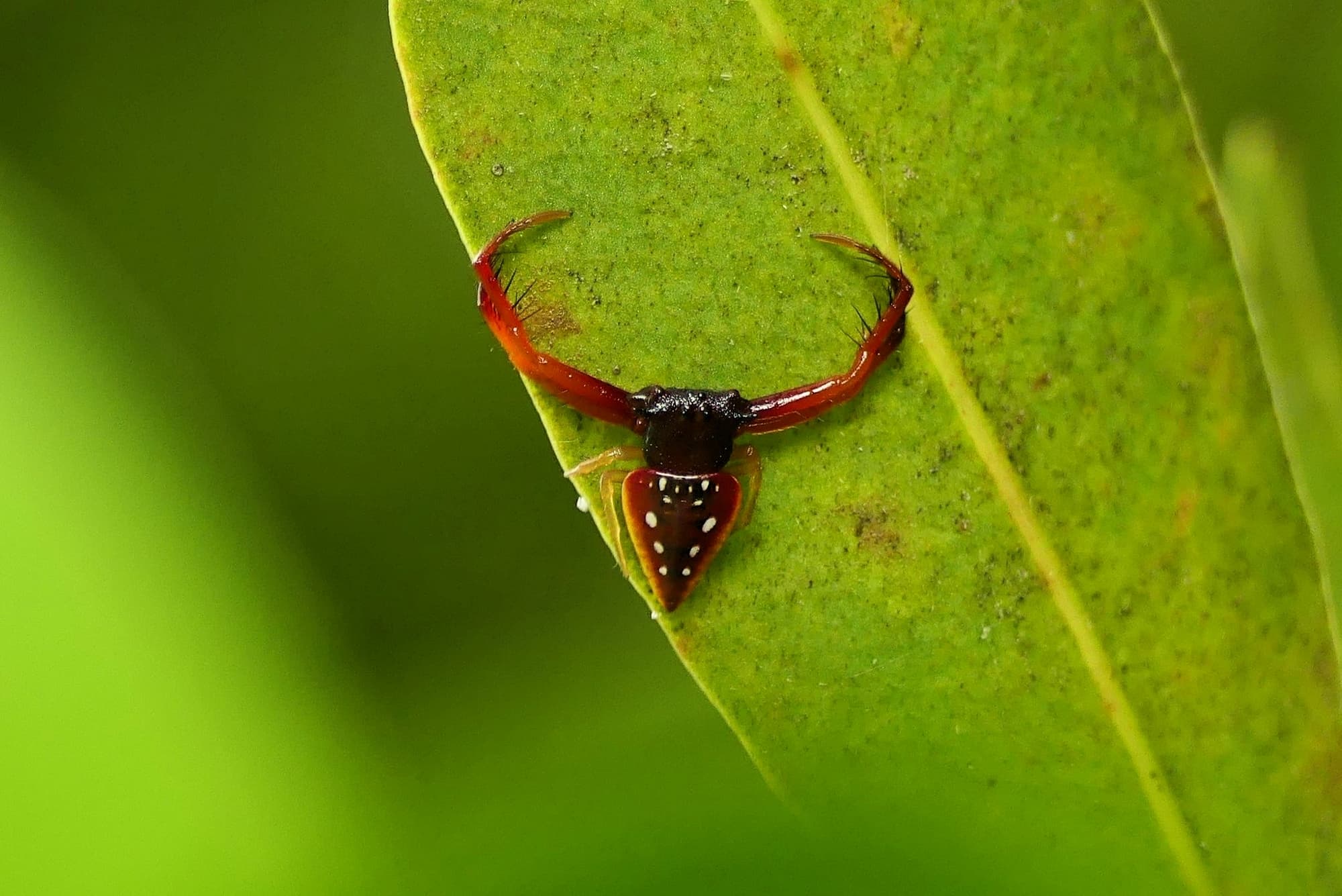Arkys cornutus (Horned Triangular Spider), Gold Coast QLD © Stefan Jones
