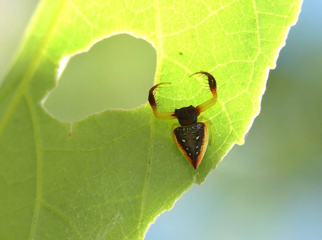 Arkys cornutus (Horned Triangular Spider), Gold Coast QLD © Stefan Jones