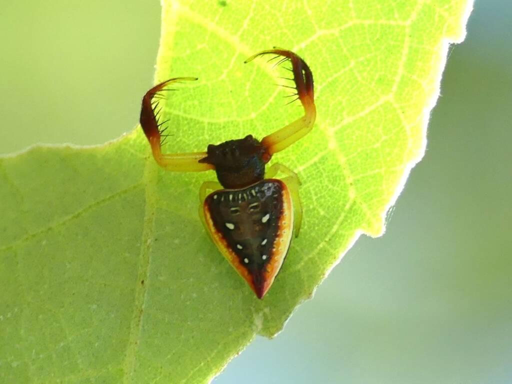 Arkys cornutus (Horned Triangular Spider), Gold Coast QLD © Stefan Jones