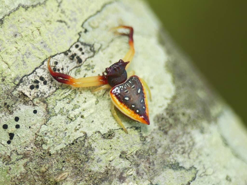 Arkys cornutus (Horned Triangular Spider), Gold Coast QLD © Stefan Jones