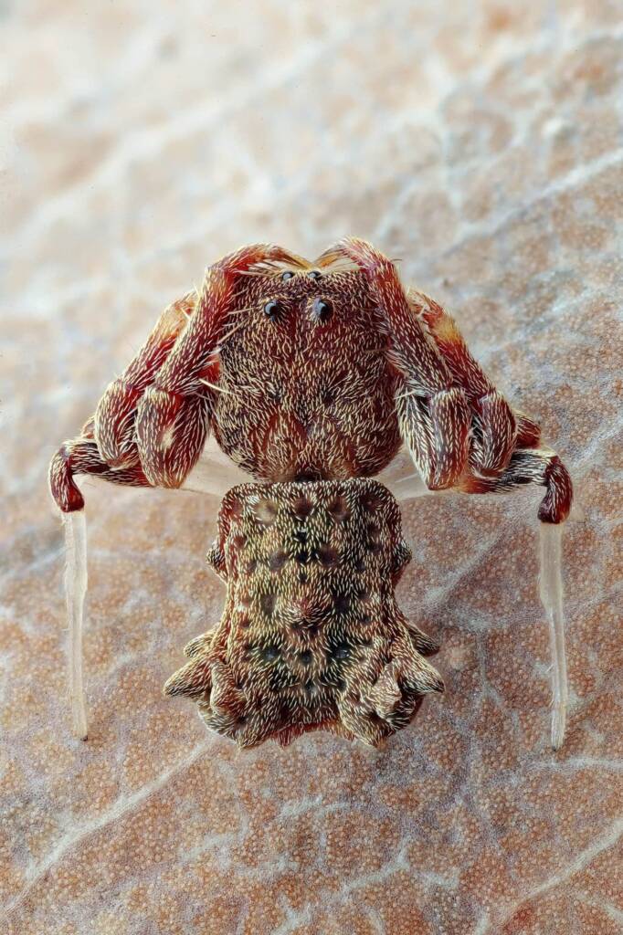 Arkys dilatatus, Woy Woy Bay NSW © Michael Doe