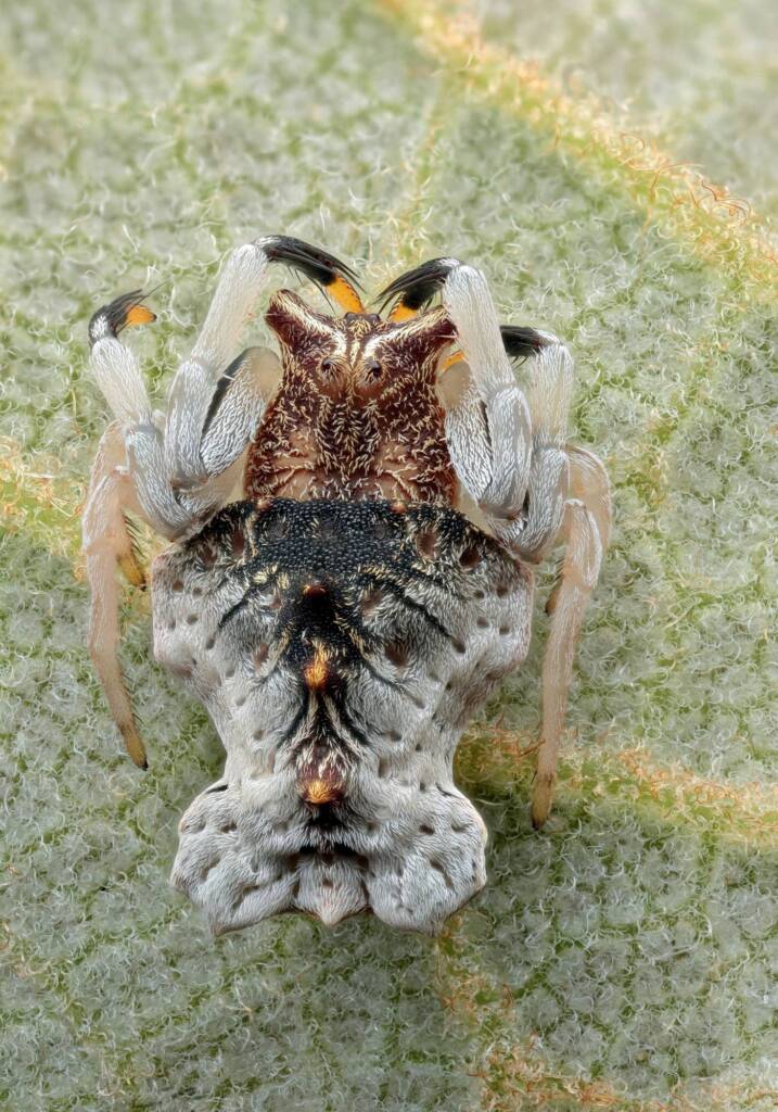 Arkys sp, Patonga NSW © Michael Doe