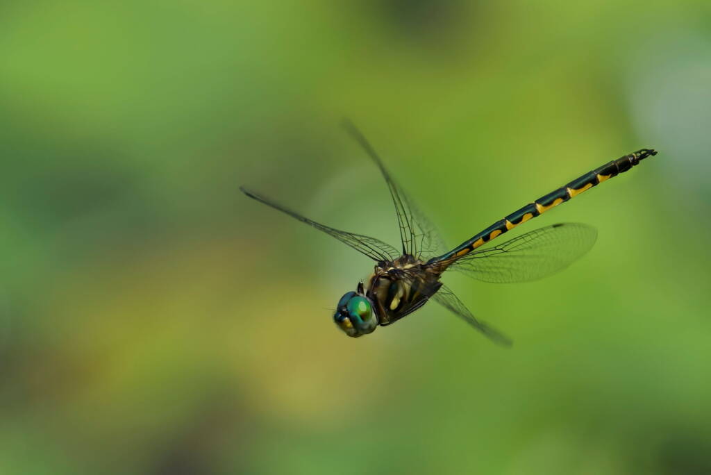 Australian Emerald Dragonfly (Hemicordulia australiae), Eurobodalla Regional Botanic Garden NSW © Phil Warburton