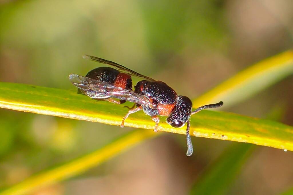 Australodynerus wasp, Midwest Geraldton WA © Gary Taylor