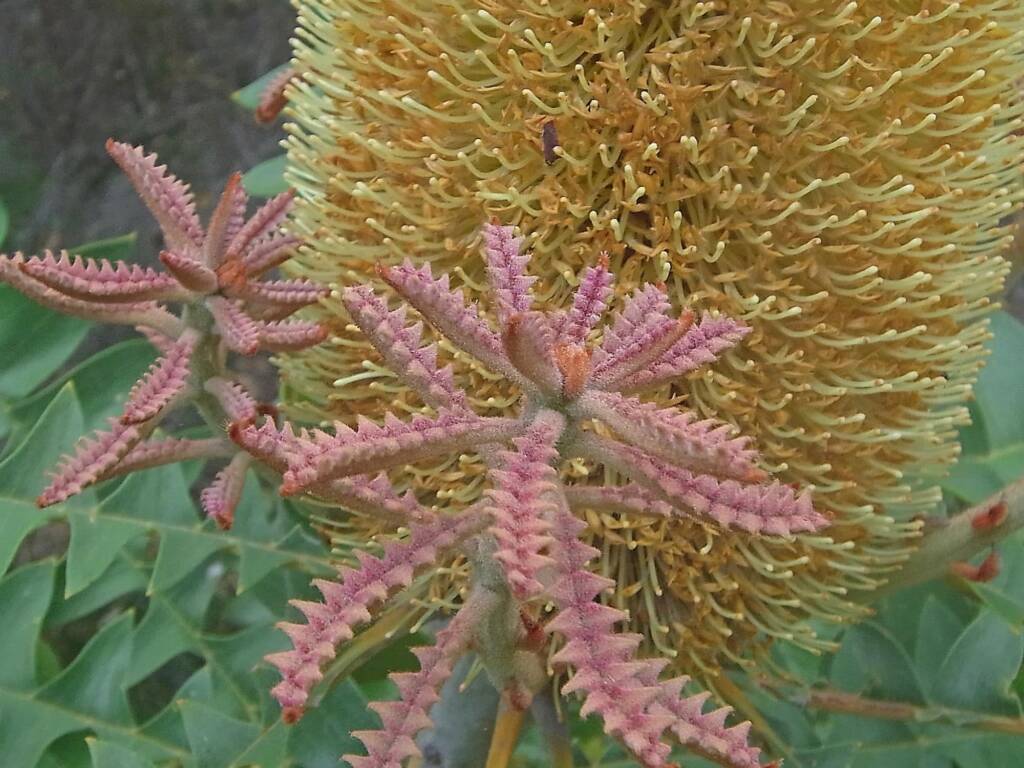 Banksia grandis (Bull Banksia), Sth Stirlings WA © Terry Dunham
