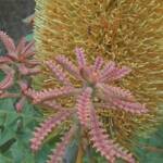 Banksia grandis (Bull Banksia), Sth Stirlings WA © Terry Dunham