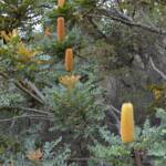 Banksia grandis (Bull Banksia), Sth Stirlings WA © Terry Dunham
