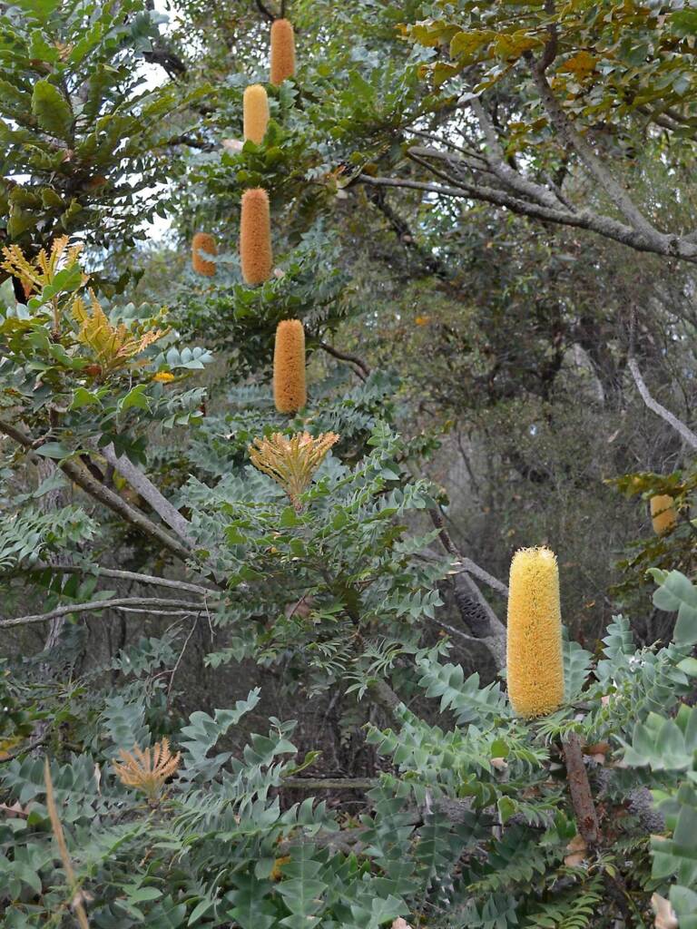 Banksia grandis (Bull Banksia), Sth Stirlings WA © Terry Dunham