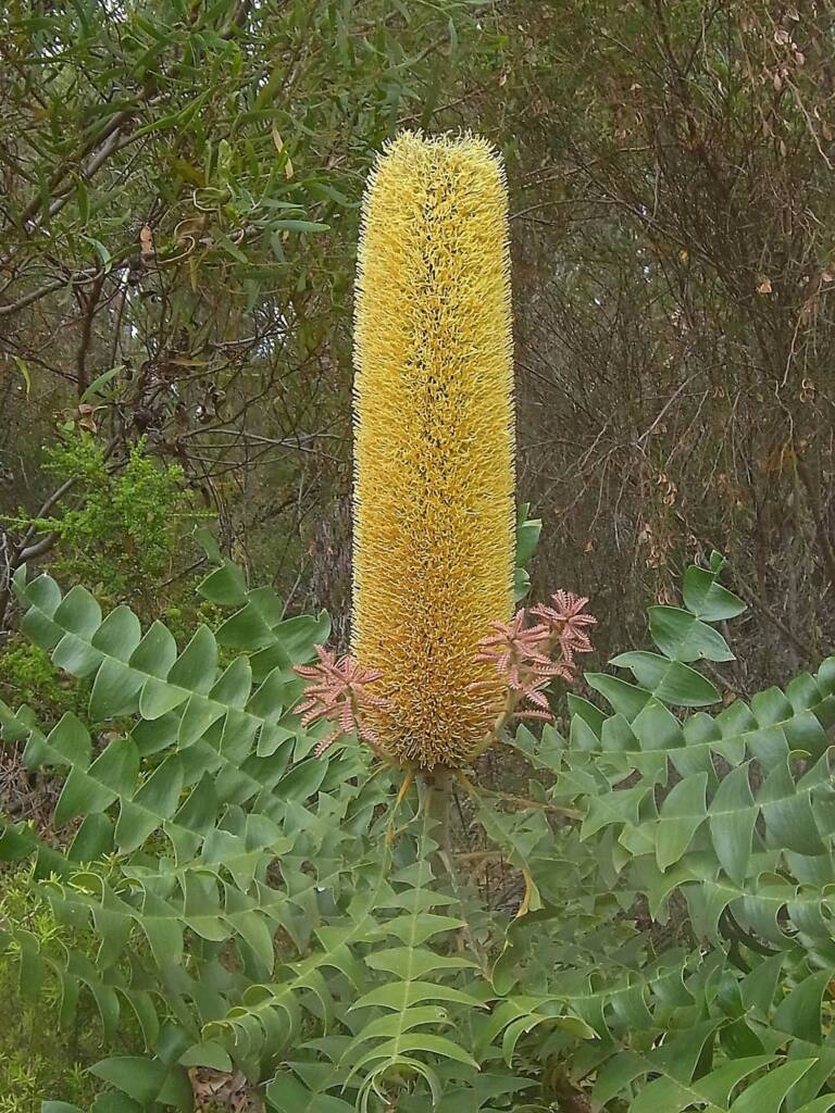 Banksia grandis (Bull Banksia), Sth Stirlings WA © Terry Dunham
