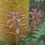 Banksia grandis (Bull Banksia), Sth Stirlings WA © Terry Dunham