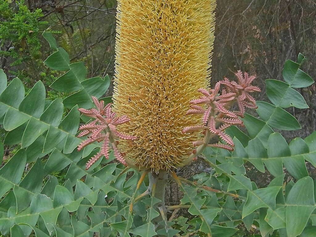 Banksia grandis (Bull Banksia), Sth Stirlings WA © Terry Dunham