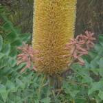Banksia grandis (Bull Banksia), Sth Stirlings WA © Terry Dunham
