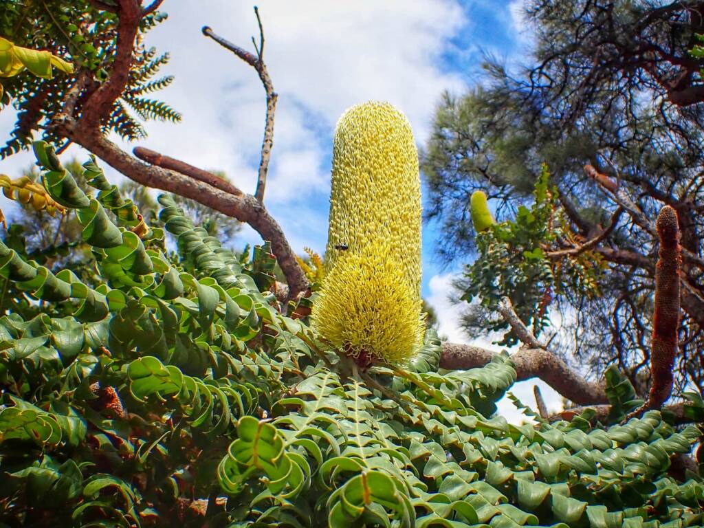 Banksia grandis (Bull Banksia), Great Southern Region WA © Terry Dunham