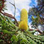 Banksia grandis (Bull Banksia), Great Southern Region WA © Terry Dunham