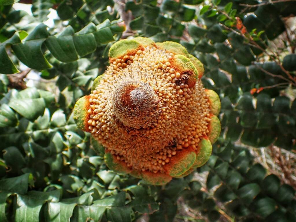 Banksia grandis (Bull Banksia), Great Southern Region WA © Terry Dunham