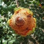 Banksia grandis (Bull Banksia), Great Southern Region WA © Terry Dunham