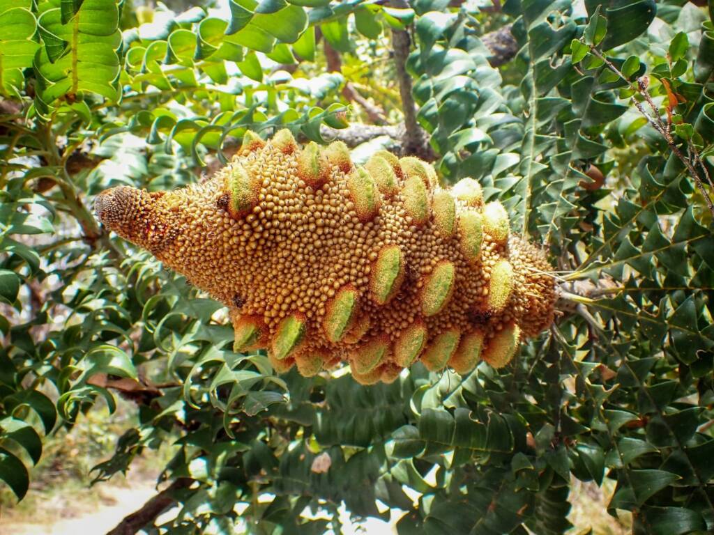 Banksia grandis (Bull Banksia), Great Southern Region WA © Terry Dunham