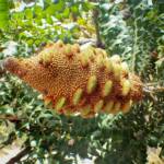 Banksia grandis (Bull Banksia), Great Southern Region WA © Terry Dunham